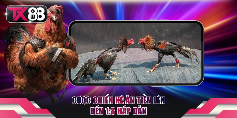 Cược chiến kê ăn tiền lên đến 1:8 hấp dẫn