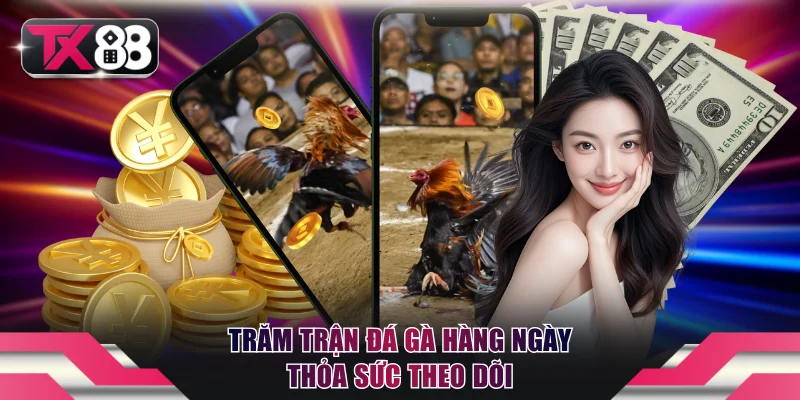 Trăm trận đá gà hàng ngày thỏa sức theo dõi